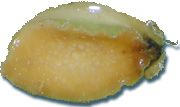 Our IQF (Individually Quick Frozen) Greenlip Aquaculture Abalone are