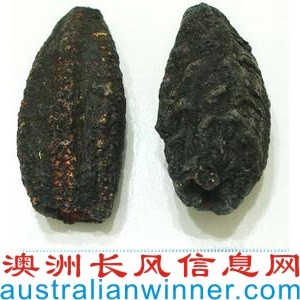 ɺ,ԭAustralian Dried Sea Cucumber